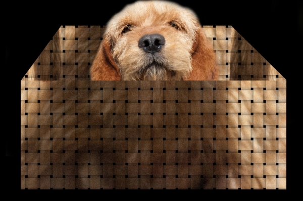 Creation of doggy basket: Step 6